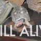 Illustration for article titled Lost tortoise found alive in storeroom after 30 years, immediately crowned hide-and-seek champion of the world